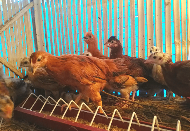 Tips Para Sure na Tama ang Klase at Timbang ng Feeds na Ipinapakin ng Caretaker sa mga Hayop