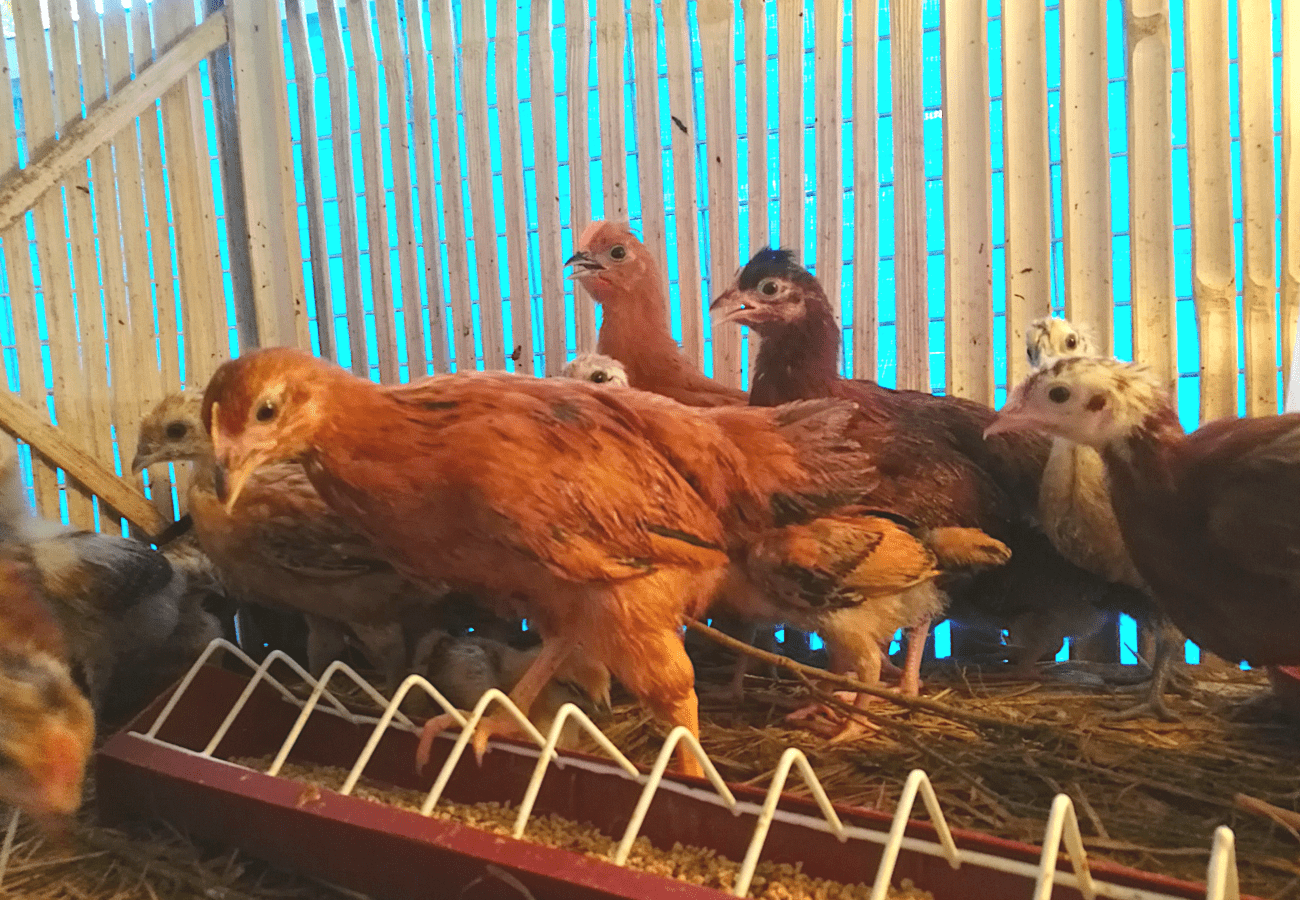 Tips Para Sure na Tama ang Klase at Timbang ng Feeds na Ipinapakin ng Caretaker sa mga Hayop