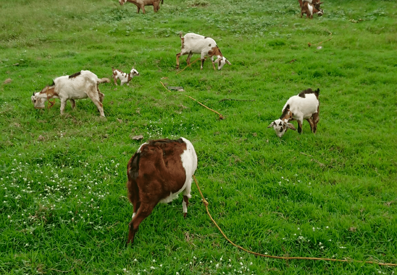 Tips sa Pagbubuntis at Panganganak ng Kambing