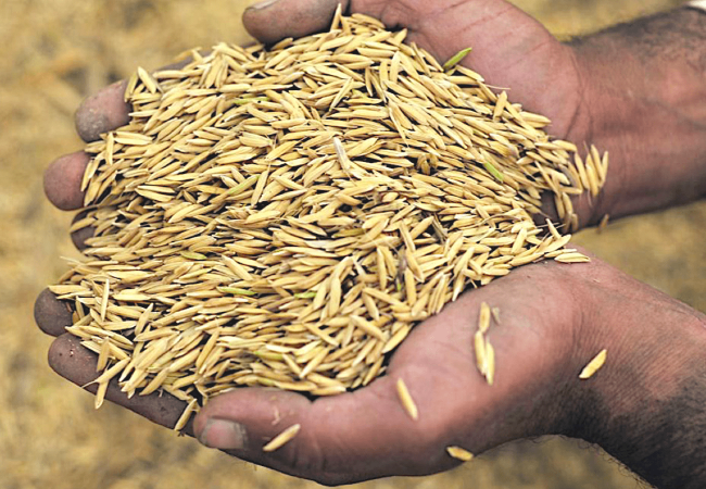 Tips sa Paghahanap at Pagpapalit ng Ipa (Rice Hull) para sa Deep Litter