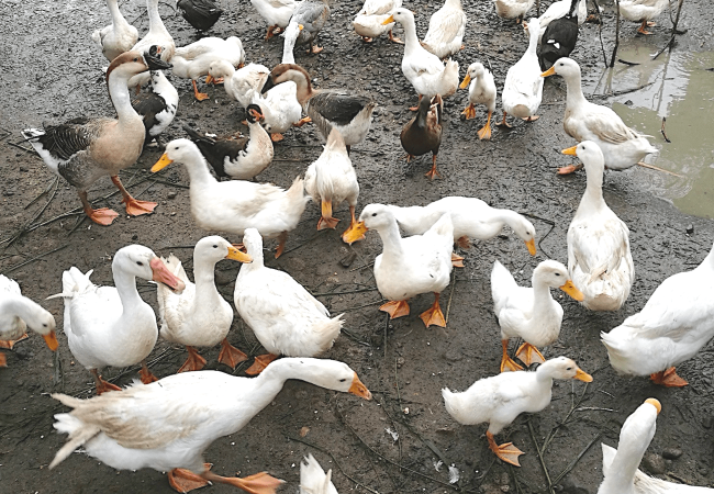 Tips sa Pagpapakain ng mga Cherry Valley at Muscovy Ducks