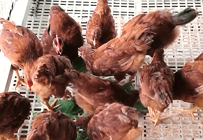Tips sa Pagtitimbang ng mga 8-Week-Old Rhode Island Red