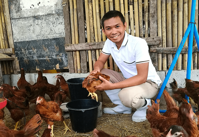 Tips sa Weighing ng mga 10-Week at 11-Week-Old na Rhode Island Red Chickens