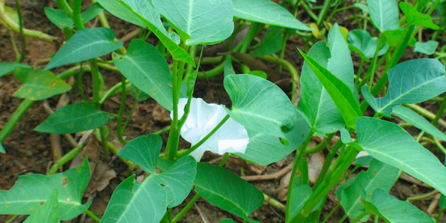 kangkong or water spinach for poultry animals