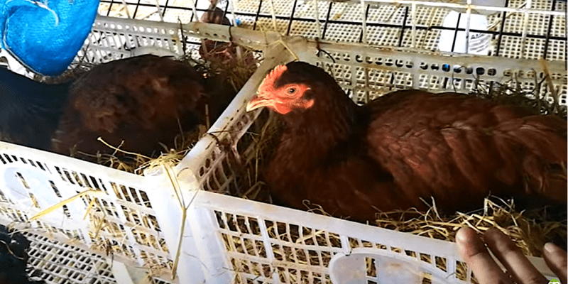 Rhode Island Red nest box