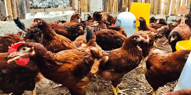 chickens' causes of stress