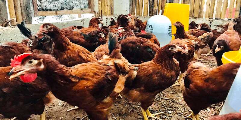 chickens' causes of stress