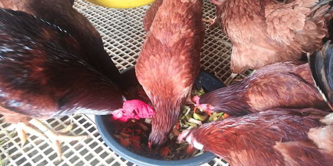 purebred Rhode Island Red