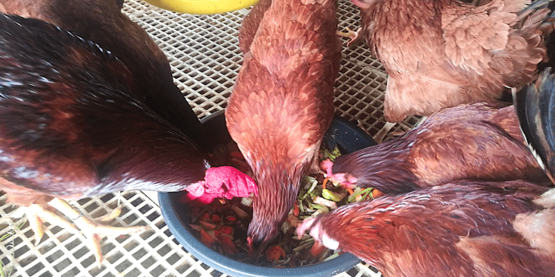 purebred Rhode Island Red