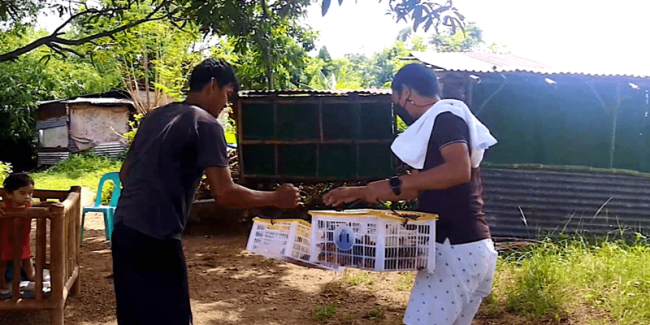 livestock-raising livelihood project