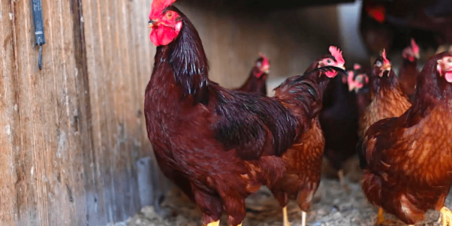 purebred Rhode Island Red