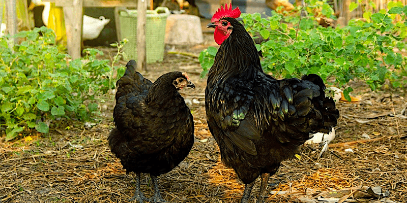 traits of a purebred Black Australorp
