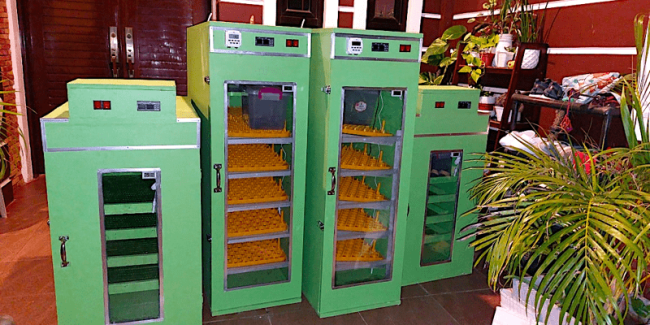 artificial egg incubator