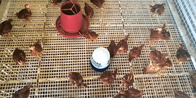 chicken's brooding pen