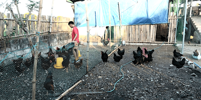 Black Australorp and Rhode Island Red