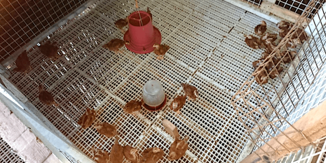 1-month-old Rhode Island Red chicks