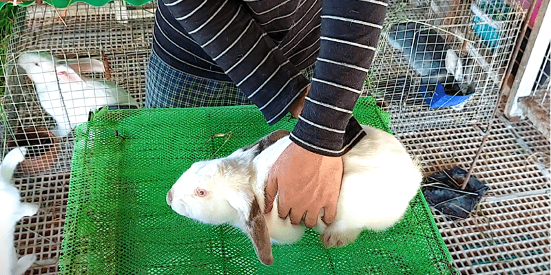 trimming rabbit nails