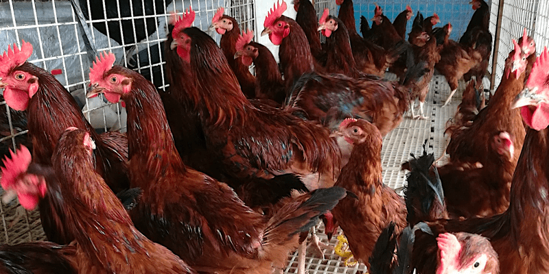 chicken farming
