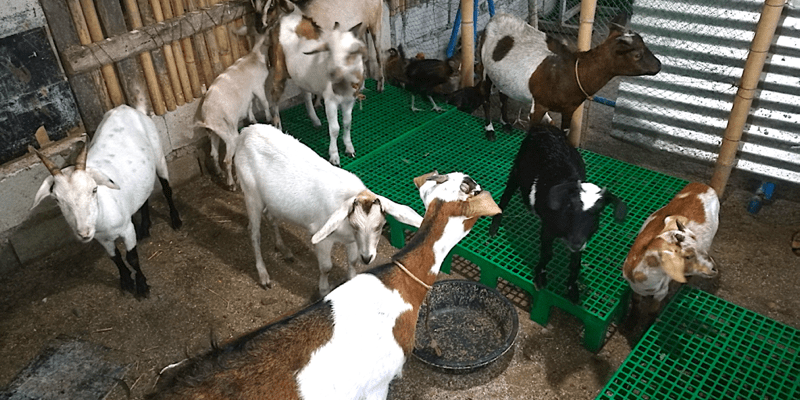 Goat Farming: Isa sa mga Daily Routine Namin sa Pag-aalaga ng Kambing