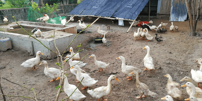 Pekin and Muscovy ducks