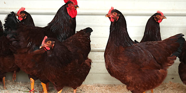 Rhode Island Red
