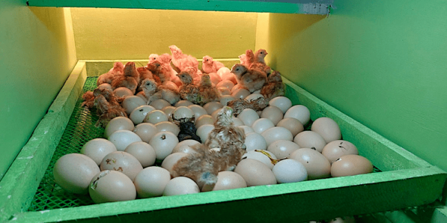 Rhode Island Red vaccination program