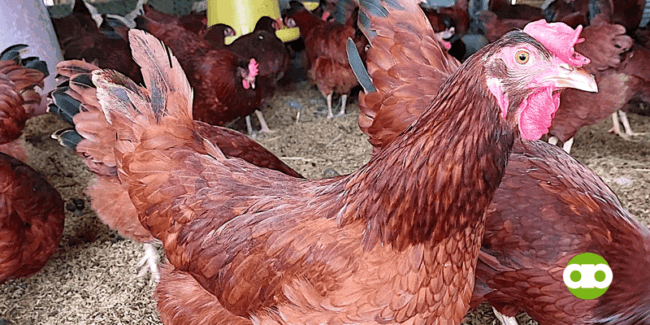 Rhode Island Red Philippines