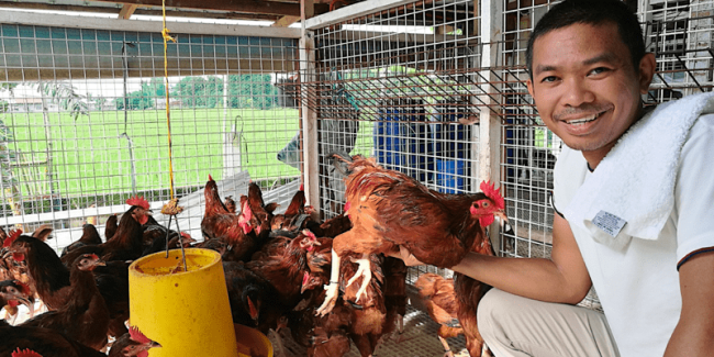 Rhode Island Red US Line and UK Line