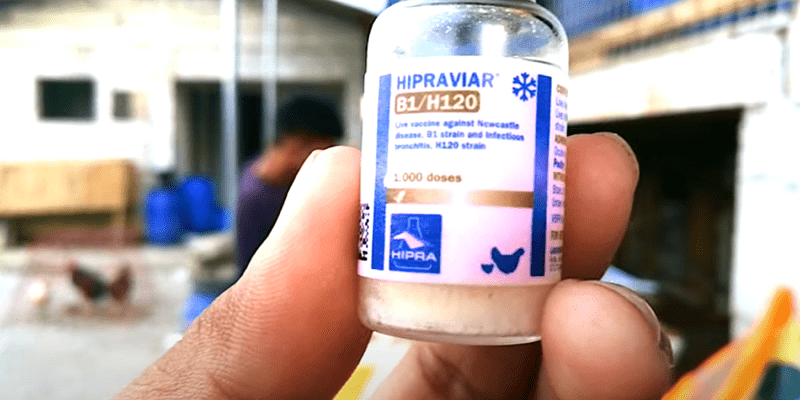 Newcastle Disease (ND) B1B1 vaccine for Rhode Island Red chicks