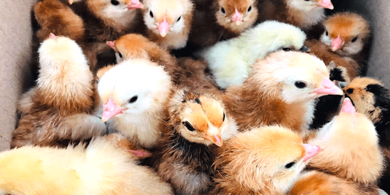 chicken poop's color's meaning