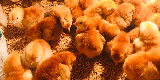 Rhode Island Red breeding