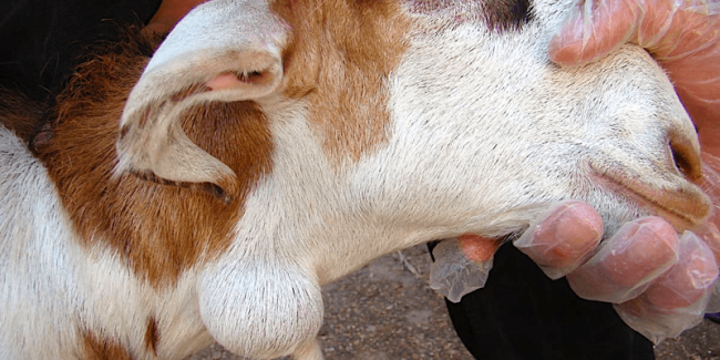 Caseous Lymphadenitis