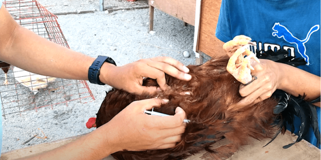 Rhode Island Red coccidiosis salmonellosis