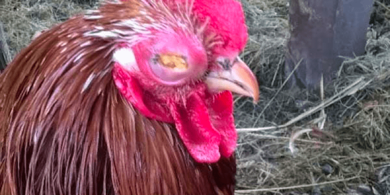 Rhode Island Red mycoplasma