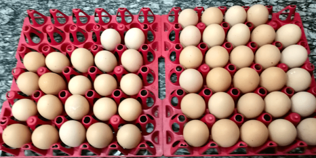 Rhode Island Red eggs