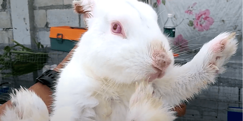 ivermictin for rabbit's mange