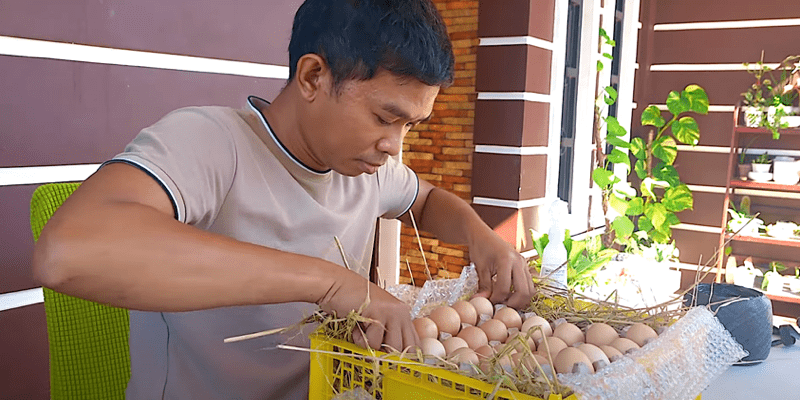 securing eggs of Rhode Island Reds