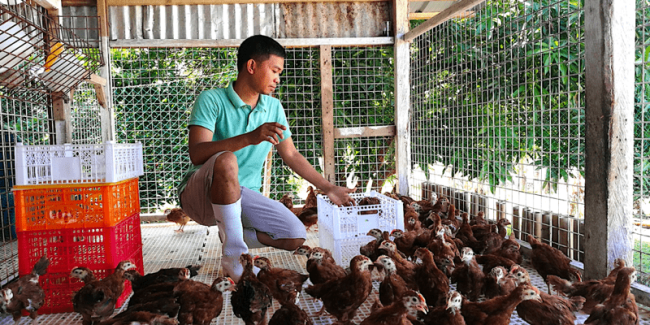 Rhode Island Red's grow-out pen