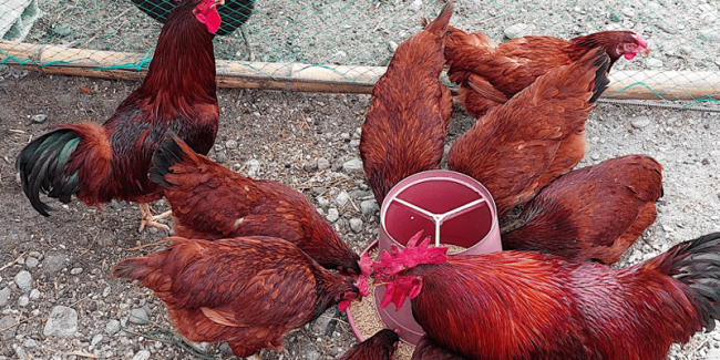 Rhode Island Red CRD and coryza