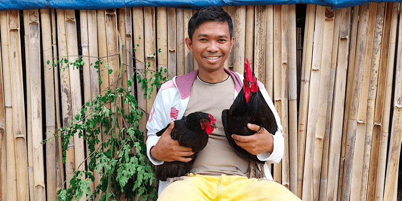 purebred Black Australorp