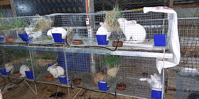 rabbit farming