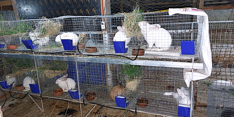 rabbit farming