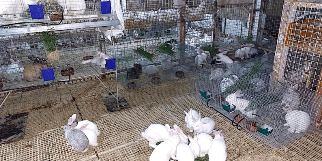 rabbit farming routine