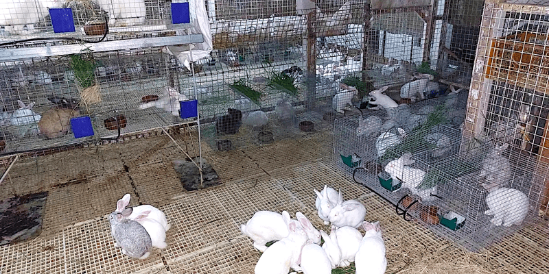 rabbit farming routine