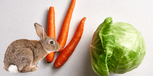 carrots and cabbage for rabbits