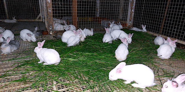 deworming non-pregnant rabbits