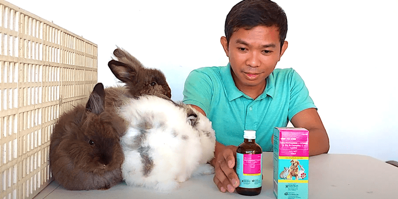 vitamin b-complex for rabbits