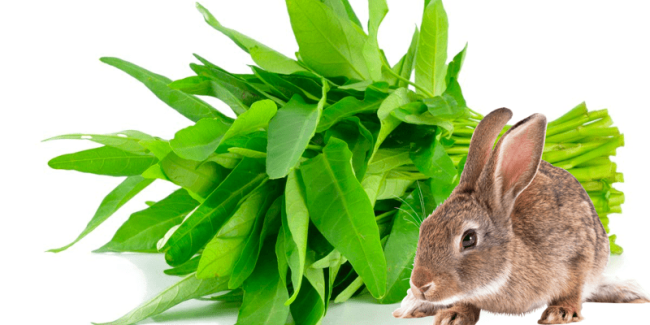 water spinach for rabbits
