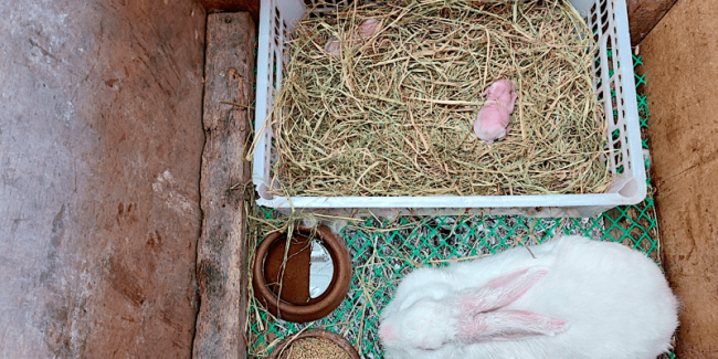 force feeding rabbit kits