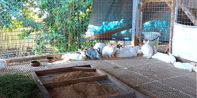 feeding rice hull to rabbits